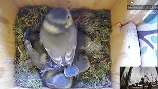 Zealous Alpha Blue Tit Chick Rushes Mother for Food, Has to Push It Back w/ Foot