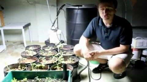 Dr. Berg Grows Cruciferous Vegetables in his Basement (Part 1)