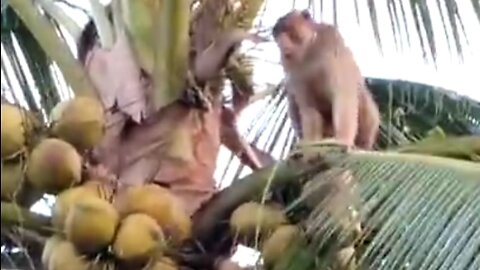Coconut Picking Monkey