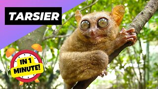 Tarsier - In 1 Minute! 🐒 One Of The Cutest And Rarest Animals In The Wild | 1 Minute Animals