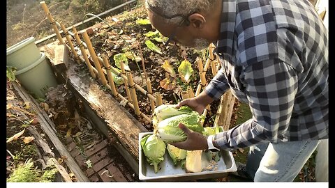 1st Project of 2023 & Harvesting Cabbages