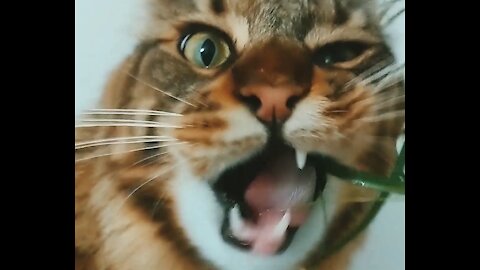 Maine Coon Cat Loves to Eat His Vegetables!