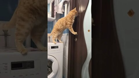 #shorts Смешные Коты Из Тик Тока 169 Funny Cats From Tiktok