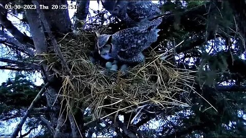 Albert Visits His Eggs 🥚🥚🥚 03/30/23 20:16