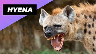 Hyena 🐻 The Misunderstood Predator