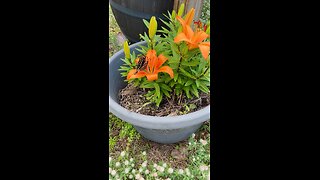 Butterfly and Lilies