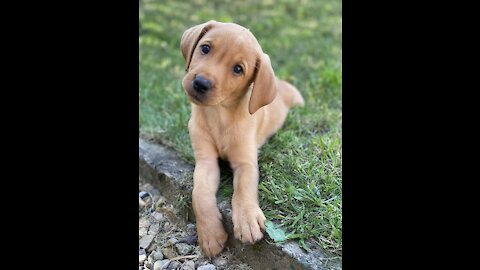 Labrador Puppy Learning and training