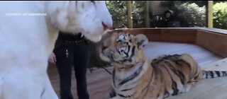 Tiger show concerns