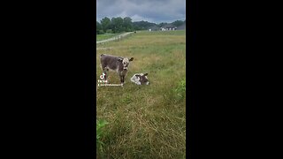 Big sister and baby bull calf.