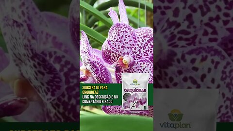 5 Dicas IMPORTANTES para o cultivo de OQUÍDEAS #orquídeas #cultivo #dicas