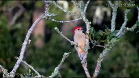 Red Bellied Woodpecker-Close Up 🌳 12/03/22 08:29