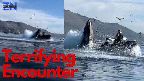 Whale Swallows Kayakers in Heart-Stopping Video