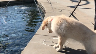 Golden retriever puppy curious of water fountain