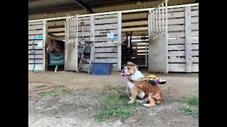 Bulldog inglês cansou de ser o que é: agora que ser um cavalo!