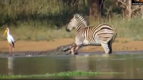 TOP 5 ANIMALS ESCAPE CROCODILES ATTACK MOMENT