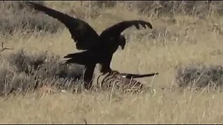 GOLDEN EAGLE ON A KILL!