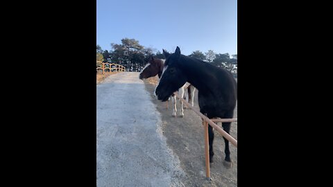 It's amazing how he feeds horses.