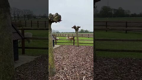 Alpacas Are The Cutest tiktok fluffyalpies