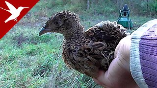A Pheasant in the Yard, Rescued from Cats