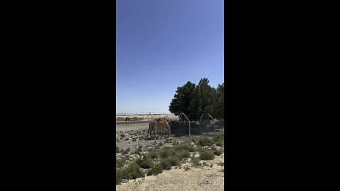 Camels 🐪 Grazing