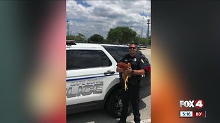 Chicken found crossing the road by Cape Coral officer
