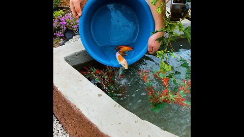 Building a concrete heart-shaped koi fish pond. Amazing yard craft!