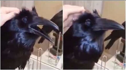 Un corvo domestico coccoloso