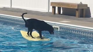 Dog balances on bodyboard to fetch ball in pool