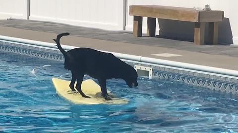 Dog balances on bodyboard to fetch ball in pool