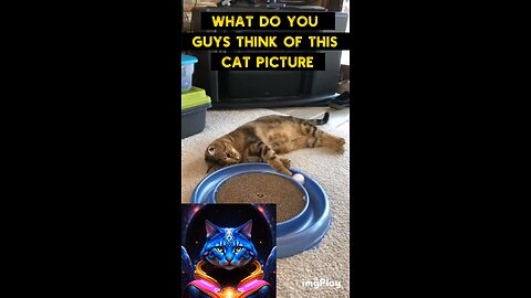 Cute Cat Gif