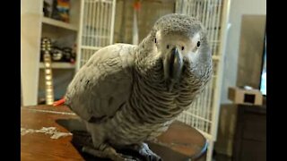 Papagaia-cinzenta é uma verdadeira detetive privada