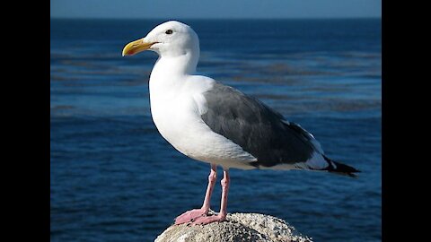 The beauty of the seagull