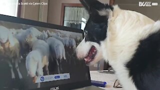 Ce chien de berger fait du télétravail à travers un ordinateur