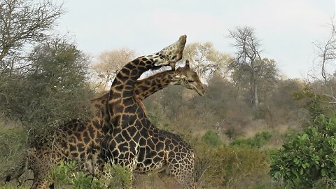 Giraffe Bull Knocks Out Opponent With Heavy Blow To The Head