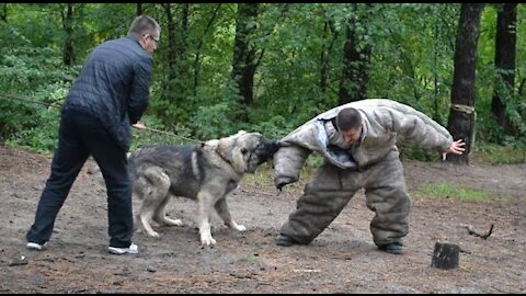 A MAN GIVING TRAINING TO HER DOG TO PROTECT HER HOUSE FORM THIEF 💟💟