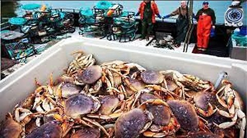 Amazing Seafood Catching 🦀 - Crab, Oyster, Groundfish Fishing and Processing - Fishing Videos