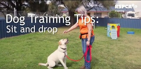 FREE DOG TRAINING SERIES – Part 1: how to teach your dog to sit and drop