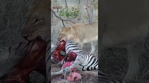 Lions Eat A Zebra #shorts