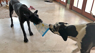 Great Danes Have Fun Popping Bubble Wrap On Amazon Package