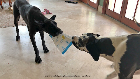 Great Danes Have Fun Popping Bubble Wrap On Amazon Package