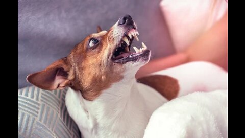 Do you know How to Stop Aggressive Behavior in Dogs?