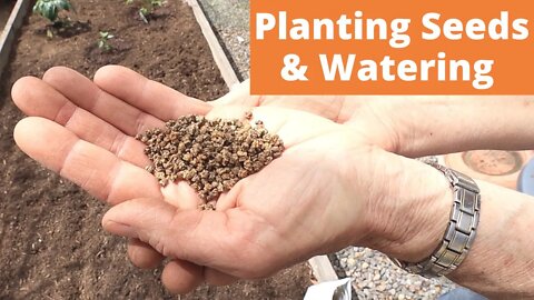 Direct Seeding and Watering: Grow Food NOW #3