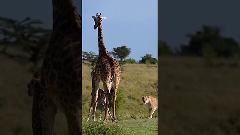 lion kills baby giraffe