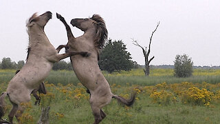 A wild fighting horse gets a little help from his friend (slow version)