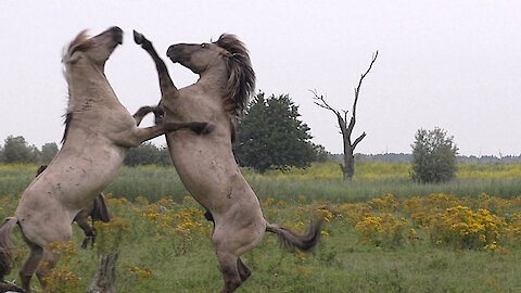 A wild fighting horse gets a little help from his friend (slow version)