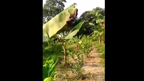 Work In a Banana Plantation #plantation