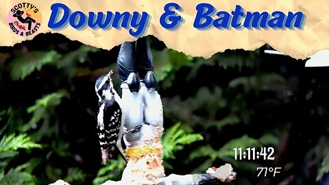 Downy Woodpecker Hangs Out with Batman