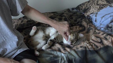 Fluffy Cat Relaxes on the Bed