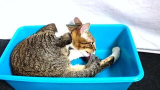 Kitten Rudolph Washes Himself in a Plastic Basin