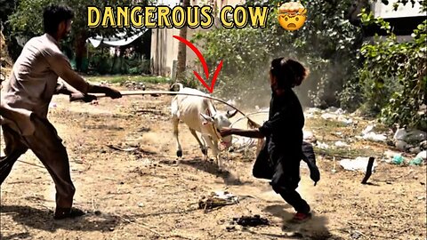 Dangerous cow out of control 😰 Or Anari Qasai 😠 ||KARACHI||